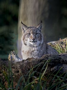 Превью обои рысь, хищник, большая кошка, животное