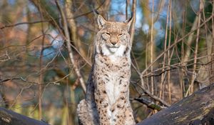 Превью обои рысь, хищник, большая кошка, животное, ветки, сухой