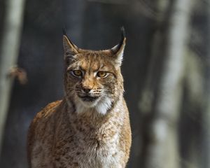 Превью обои рысь, хищник, дикий, животное