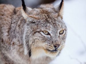 Превью обои рысь, хищник, кошка, морда