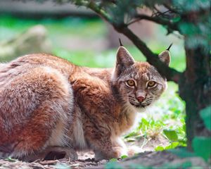 Превью обои рысь, хищник, лежать, дерево, большая кошка