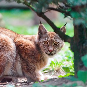 Превью обои рысь, хищник, лежать, дерево, большая кошка