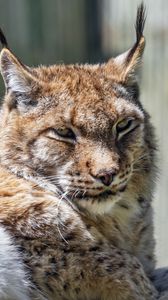Превью обои рысь, хищник, шерсть, взгляд, животное, природа
