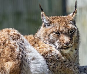 Превью обои рысь, хищник, шерсть, взгляд, животное, природа