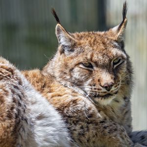 Превью обои рысь, хищник, шерсть, взгляд, животное, природа
