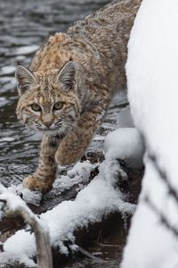 Превью обои рысь, хищник, снег