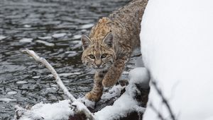 Превью обои рысь, хищник, снег