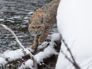 Превью обои рысь, хищник, снег