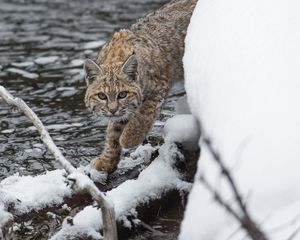 Превью обои рысь, хищник, снег