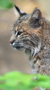 Превью обои рысь, хищник, животное, шерсть, природа