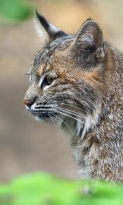 Превью обои рысь, хищник, животное, шерсть, природа