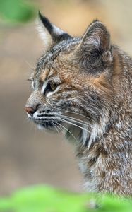 Превью обои рысь, хищник, животное, шерсть, природа