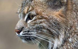 Превью обои рысь, хищник, животное, шерсть, природа