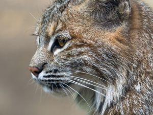 Превью обои рысь, хищник, животное, шерсть, природа
