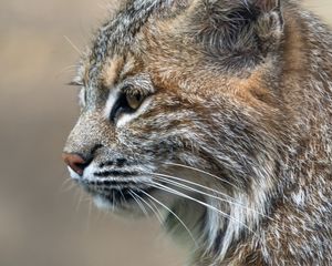 Превью обои рысь, хищник, животное, шерсть, природа