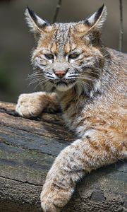 Превью обои рысь, хищник, животное, шерсть, лес, природа