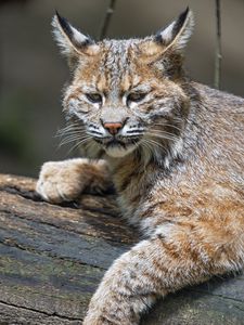 Превью обои рысь, хищник, животное, шерсть, лес, природа