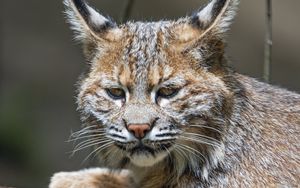Превью обои рысь, хищник, животное, шерсть, лес, природа