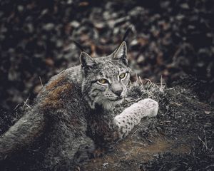 Превью обои рысь, хищник, животное, взгляд, дикая природа