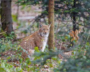 Превью обои рысь, хищник, животное, лес, деревья, дикая природа