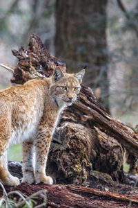 Превью обои рысь, хищник, животное, дикая природа, большая кошка