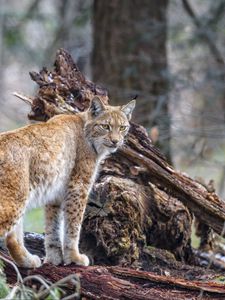 Превью обои рысь, хищник, животное, дикая природа, большая кошка