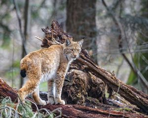 Превью обои рысь, хищник, животное, дикая природа, большая кошка