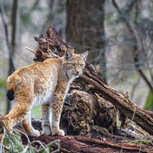 Превью обои рысь, хищник, животное, дикая природа, большая кошка