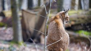 Превью обои рысь, хищник, животное, большая кошка