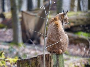 Превью обои рысь, хищник, животное, большая кошка