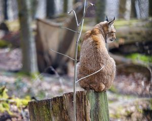 Превью обои рысь, хищник, животное, большая кошка