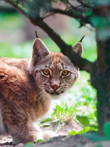 Превью обои рысь, кисти, большая кошка, оглядываться, хищник