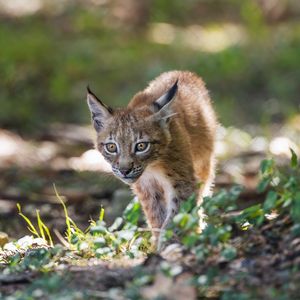 Превью обои рысь, котенок, хищник, животное, свет, трава