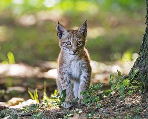 Превью обои рысь, котенок, хищник, животное, размытие