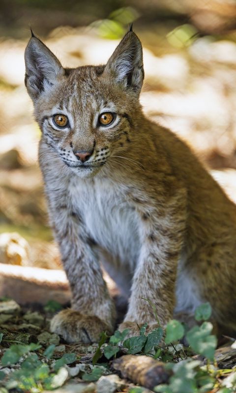 Bobcats: Living on the Urban Edge - Santa Monica Mountains National Recreation A