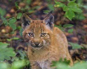 Превью обои рысь, котенок, взгляд, животное, милый