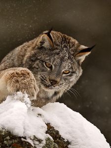 Превью обои рысь, лапа, снег, любопытство, большая кошка, хищник