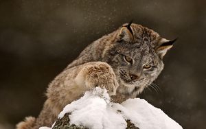 Превью обои рысь, лапа, снег, любопытство, большая кошка, хищник