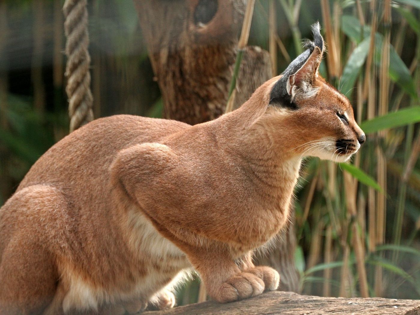 Кошка марал фото