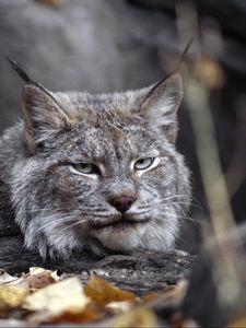 Превью обои рысь, листья, осень, трава, лежать, хищник