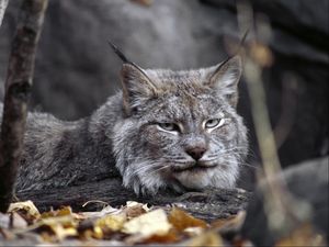 Превью обои рысь, листья, осень, трава, лежать, хищник