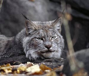 Превью обои рысь, листья, осень, трава, лежать, хищник