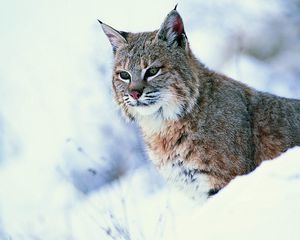 Превью обои рысь, снег, большая кошка, хищник