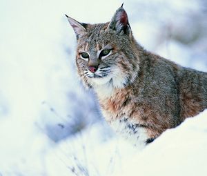 Превью обои рысь, снег, большая кошка, хищник