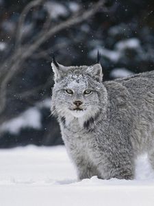 Превью обои рысь, снег, хищник, большая кошка