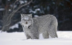 Превью обои рысь, снег, хищник, большая кошка