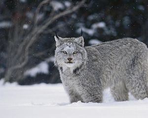 Превью обои рысь, снег, хищник, большая кошка