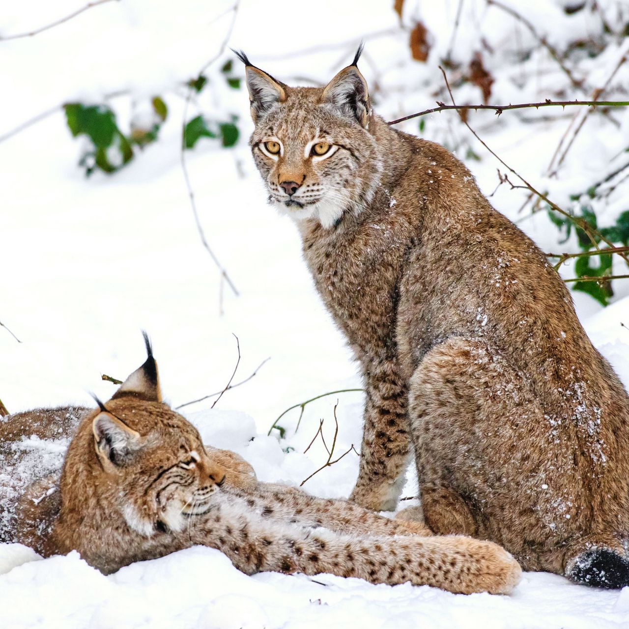 Рысь 2023. Рысь обыкновенная Lynx Lynx Linnaeus, 1758. Рысь в снегу. Волосы Рыся на снегу. Рысь 1280/853.