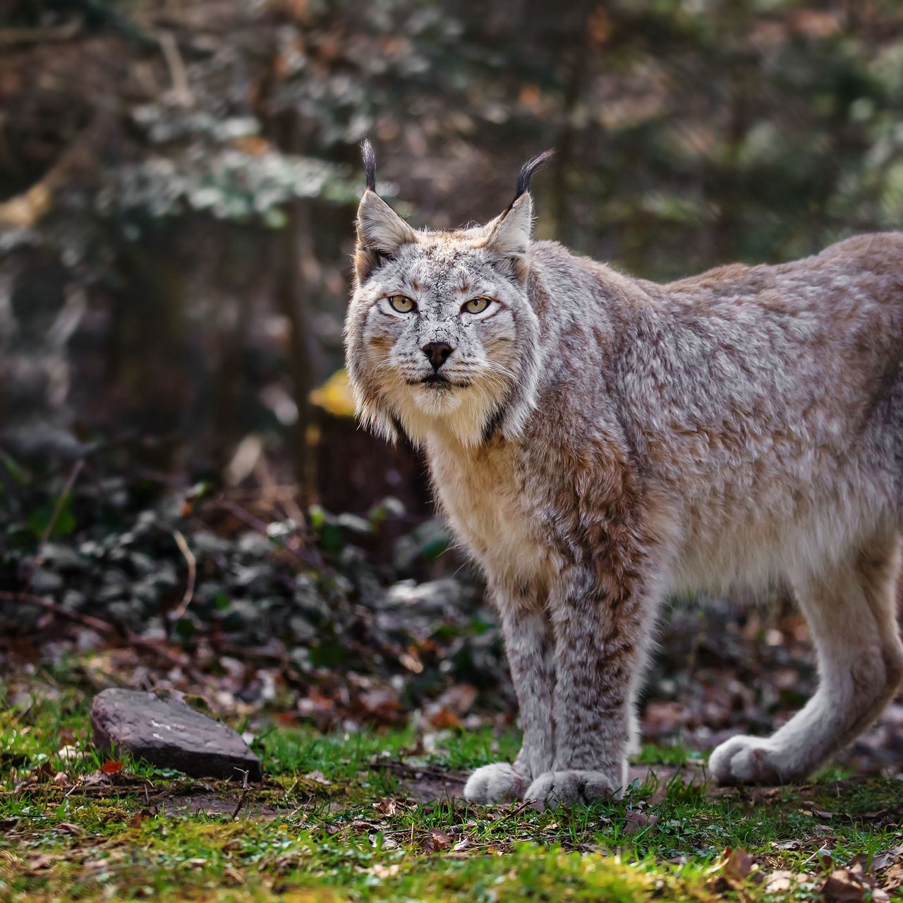 Рысь Тебердинский заповедник. Lynx issiodorensis. Рысь Таганай. Рысь (Lynx Lynx) в дикой природе. Уральские рыси