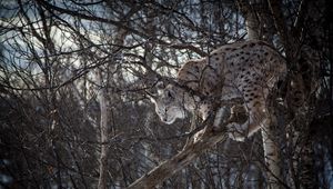 Превью обои рысь, ветки, большая кошка, хищник